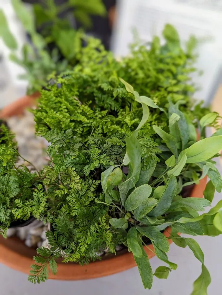 Trusted yard cleanup service near you across La Canada Flintridge, CA - Armstrong Garden Centers