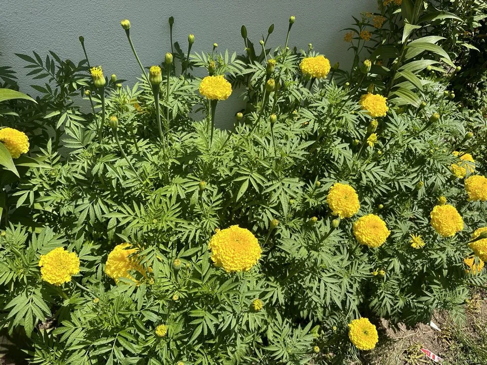 Reliable landscape design in La Canada Flintridge, CA by Armstrong Garden Centers