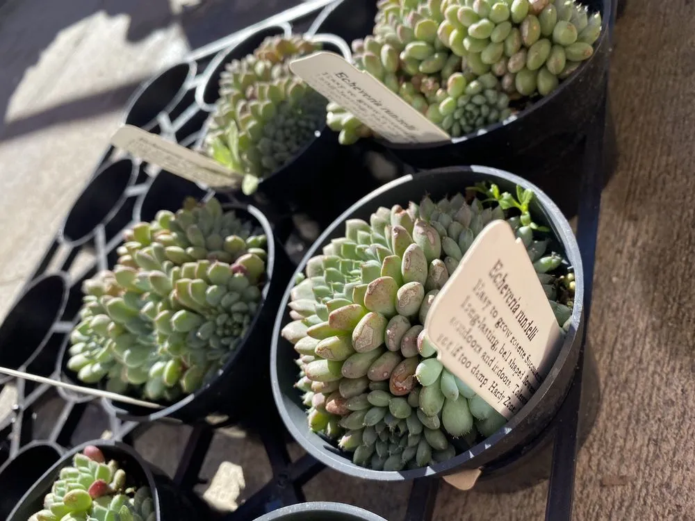 Professional landscape design for outdoor upgrades across La Canada Flintridge, CA - Armstrong Garden Centers