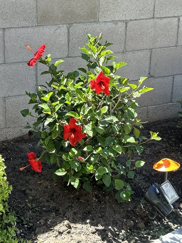 Top-rated garden landscaping for homes across La Canada Flintridge, CA - Armstrong Garden Centers