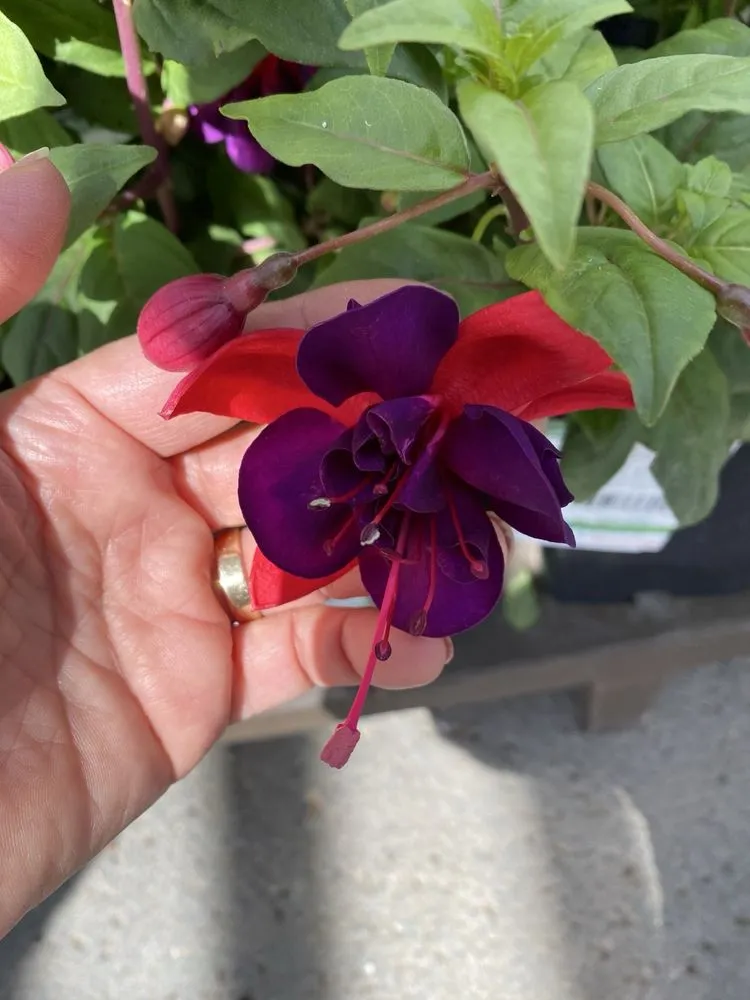 Local yard maintenance in La Canada Flintridge, CA by Armstrong Garden Centers