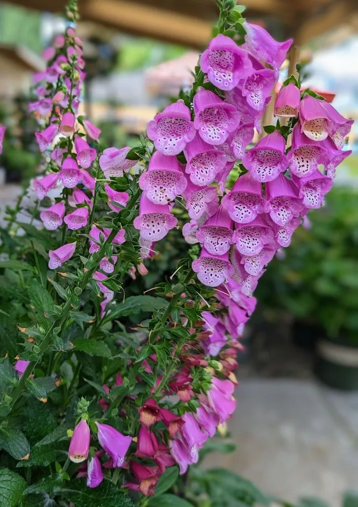 Affordable garden landscaping in La Canada Flintridge, CA - Armstrong Garden Centers