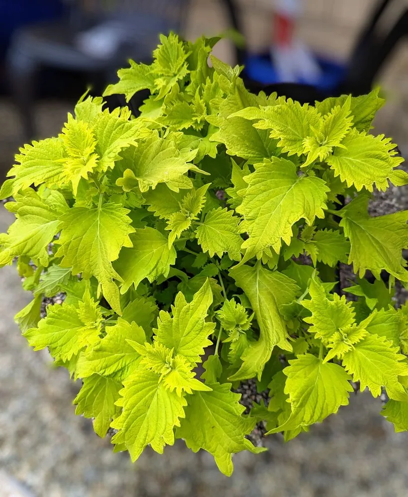 Trusted garden landscaping in La Canada Flintridge, CA by Armstrong Garden Centers