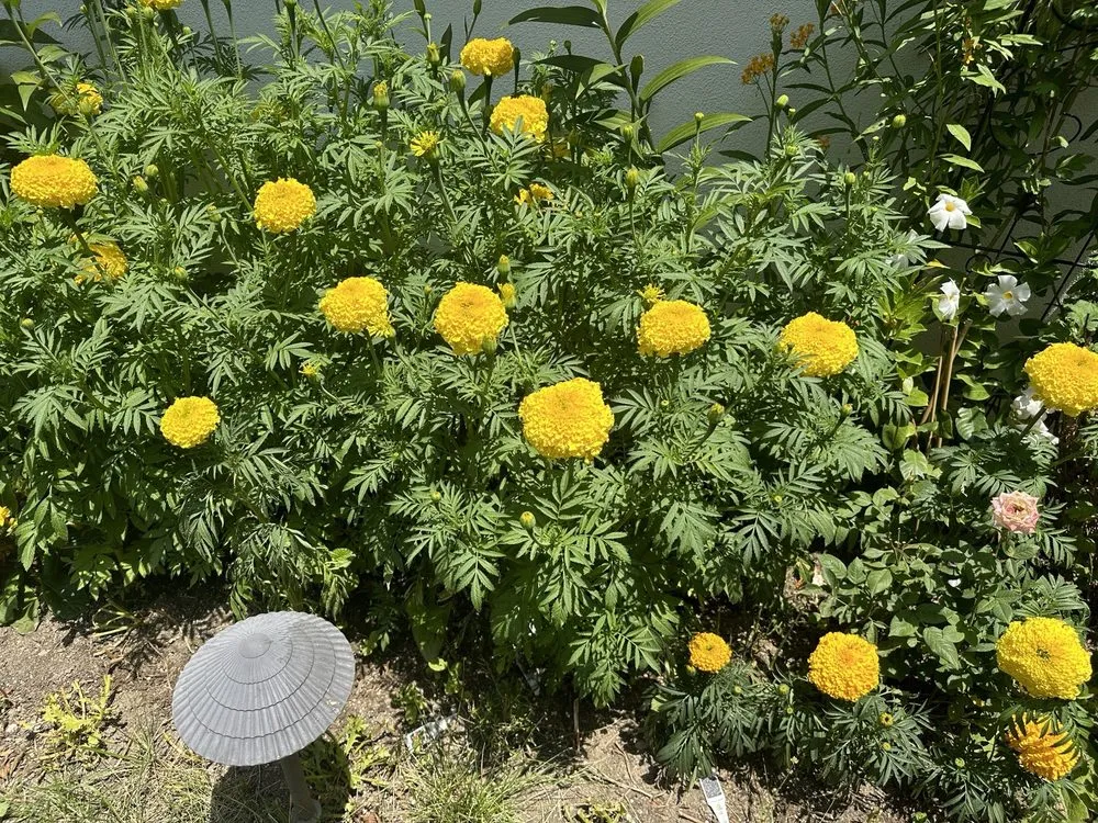 Professional lawn mowing service in La Canada Flintridge, CA by Armstrong Garden Centers