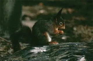 Affordable yard maintenance near you in La Canada Flintridge, CA by Armstrong Garden Centers