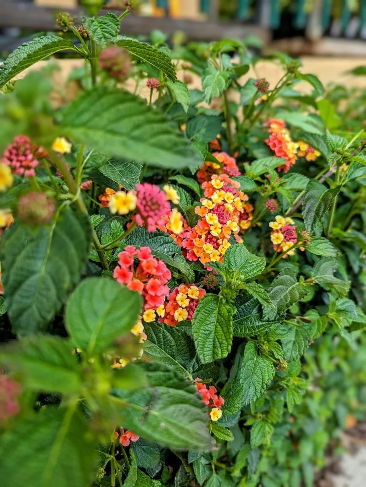 Top-rated garden landscaping experts serving La Canada Flintridge, CA - Armstrong Garden Centers