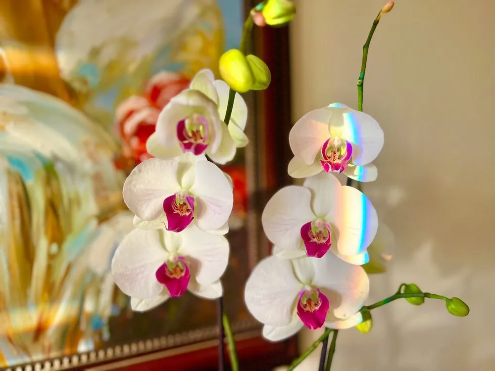 Affordable lawn care service for year-round maintenance across La Habra, CA - Armstrong Garden Centers