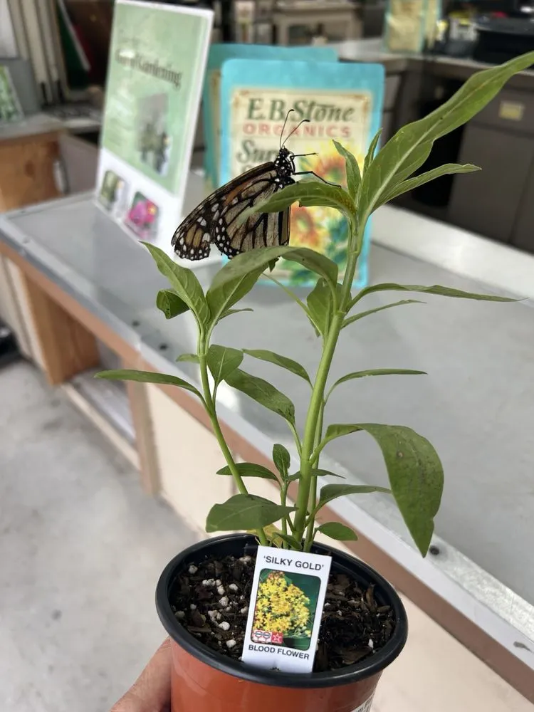 Affordable outdoor landscaping for year-round maintenance across La Habra, CA - Armstrong Garden Centers