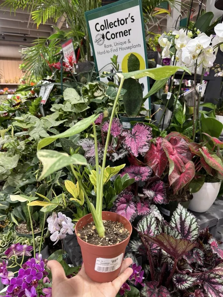 Local outdoor landscaping near you across La Habra, CA - Armstrong Garden Centers