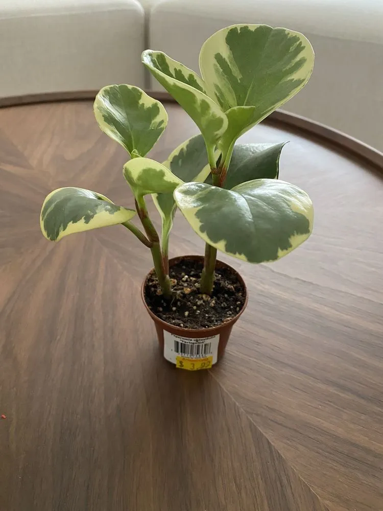 Custom lawn care service experts serving La Habra, CA - Armstrong Garden Centers