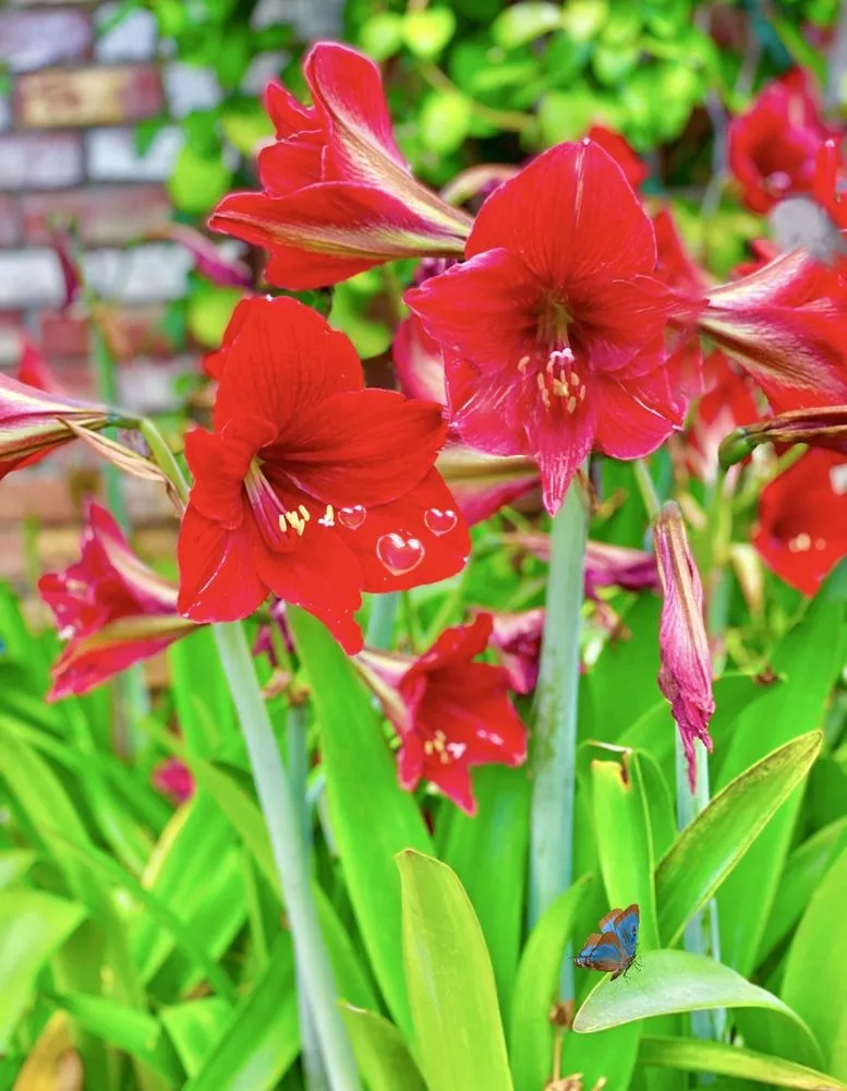 Trusted outdoor landscaping experts serving La Habra, CA - Armstrong Garden Centers