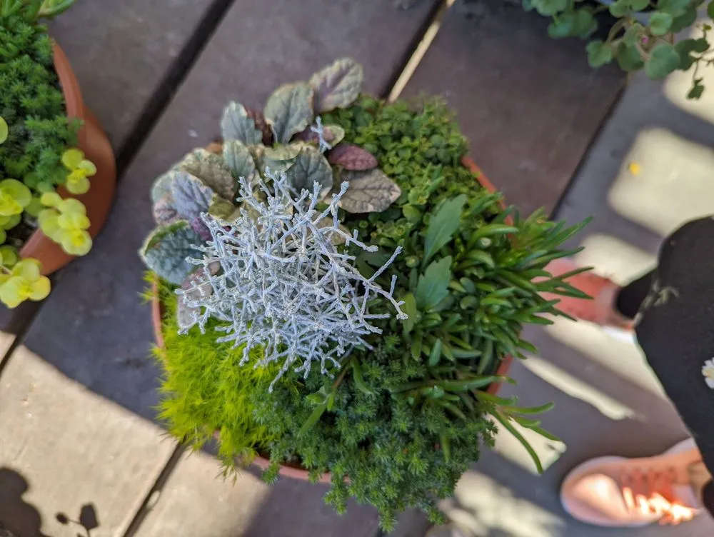 Local lawn care service experts serving La Habra, CA - Armstrong Garden Centers