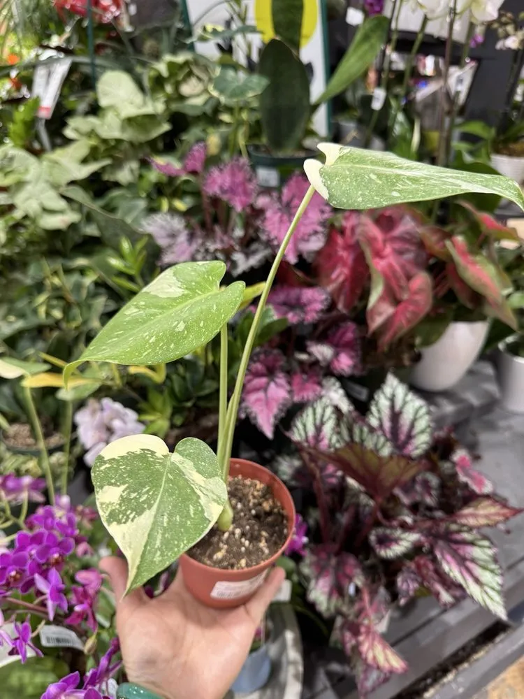 Custom lawn mowing service experts serving La Habra, CA - Armstrong Garden Centers