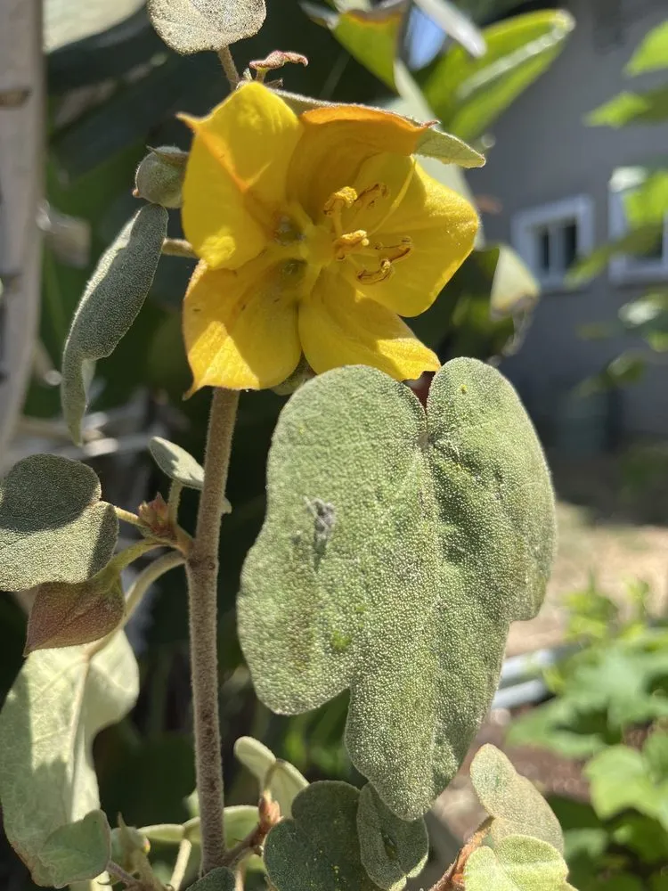 Professional outdoor landscaping for outdoor upgrades in La Habra, CA by Armstrong Garden Centers