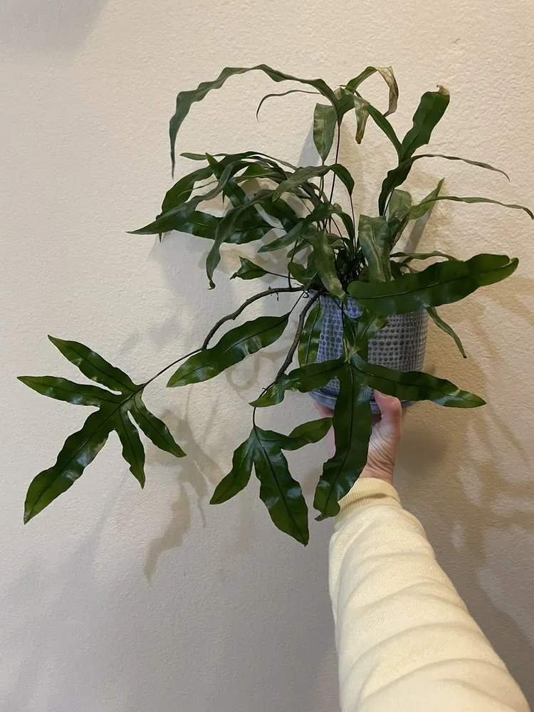 Professional yard cleanup service in La Habra, CA by Armstrong Garden Centers