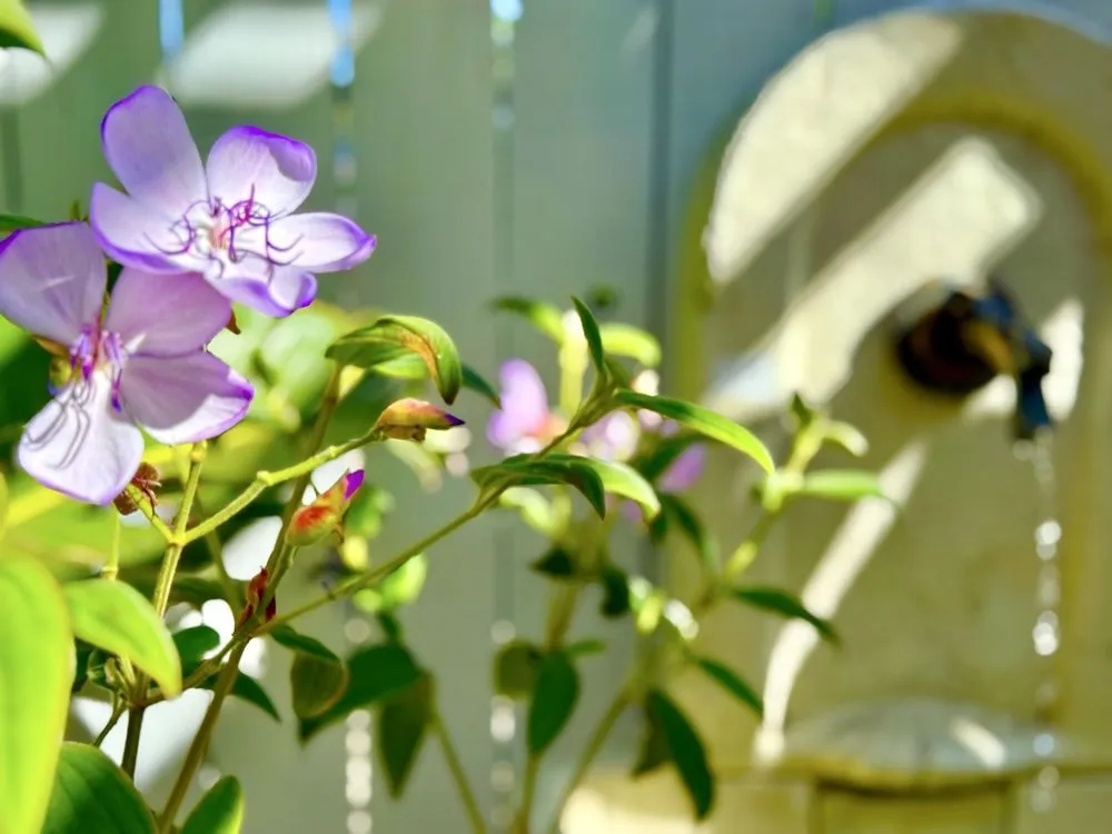 Trusted landscaping services in La Habra, CA - Armstrong Garden Centers