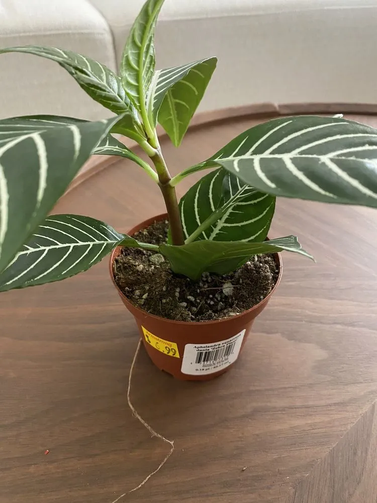 Affordable lawn mowing service for beautiful yards in La Habra, CA by Armstrong Garden Centers