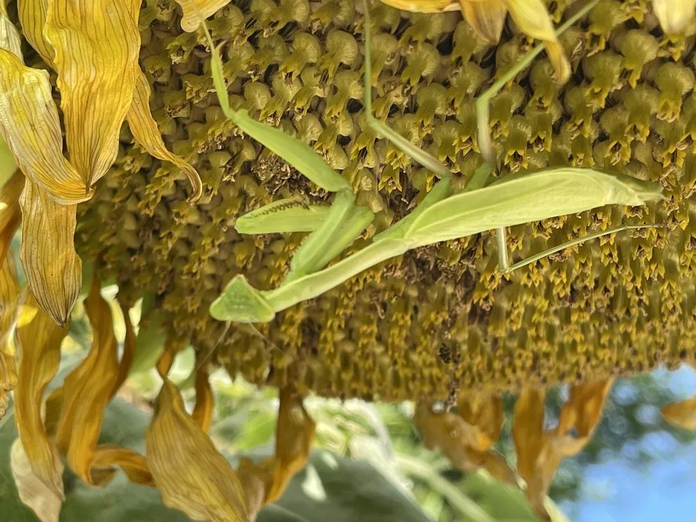 Trusted yard cleanup service experts serving La Habra, CA - Armstrong Garden Centers
