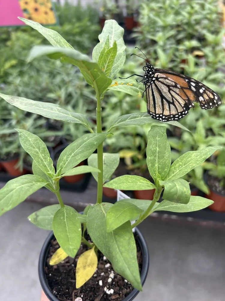 Reliable landscaping services in La Habra, CA by Armstrong Garden Centers