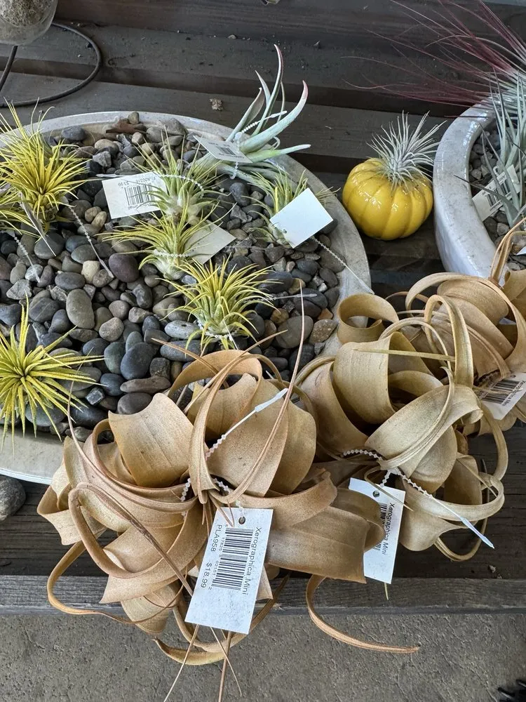 Affordable landscaping services experts serving Long Beach, CA - Armstrong Garden Centers