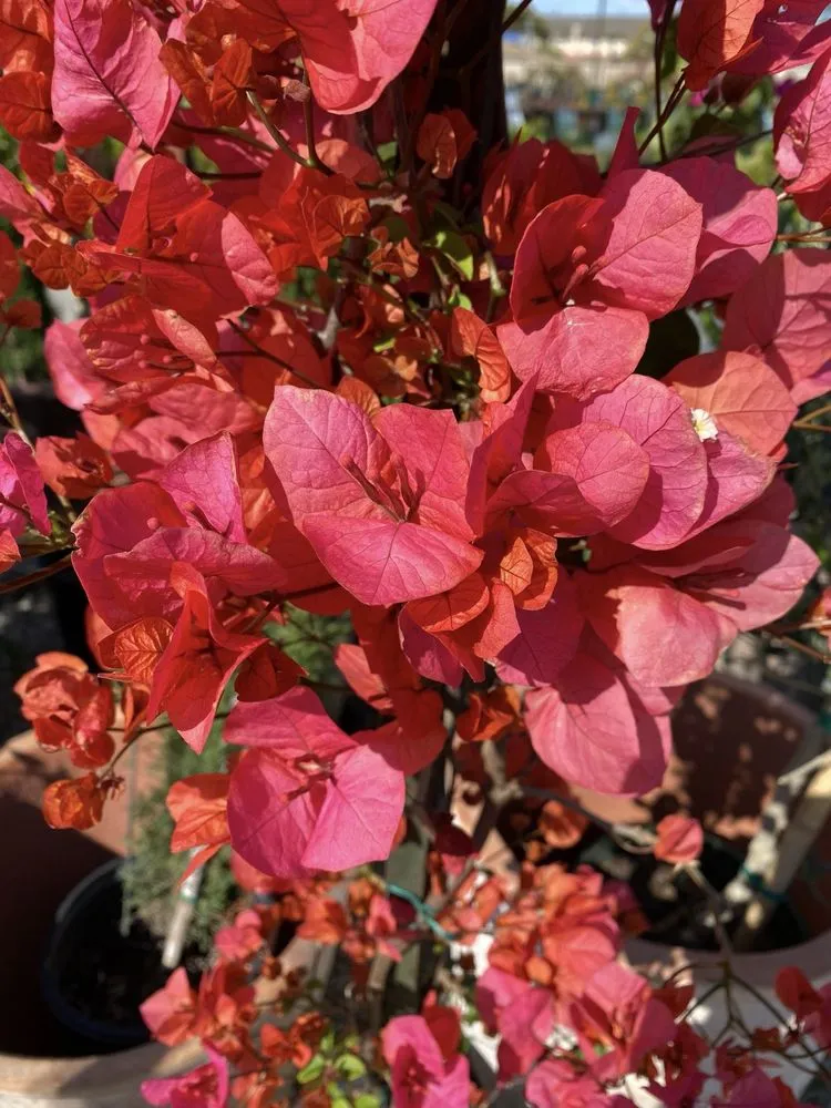 Expert lawn mowing service in Long Beach, CA by Armstrong Garden Centers