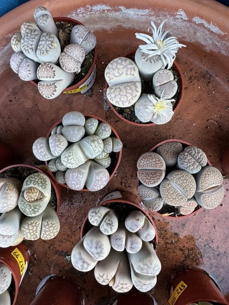 Professional landscaping services for year-round maintenance in Long Beach, CA by Armstrong Garden Centers