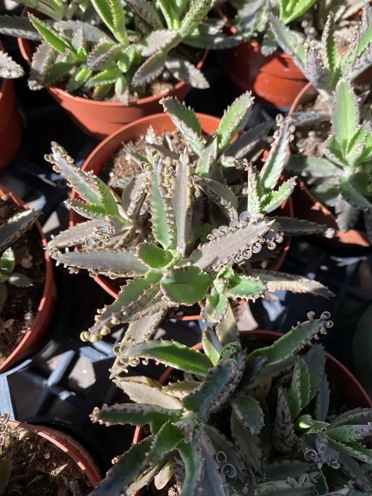 Reliable lawn mowing service in Long Beach, CA by Armstrong Garden Centers