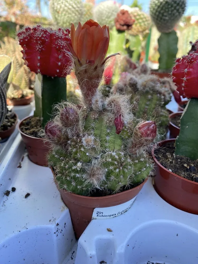 Custom lawn mowing service for homes across Long Beach, CA - Armstrong Garden Centers