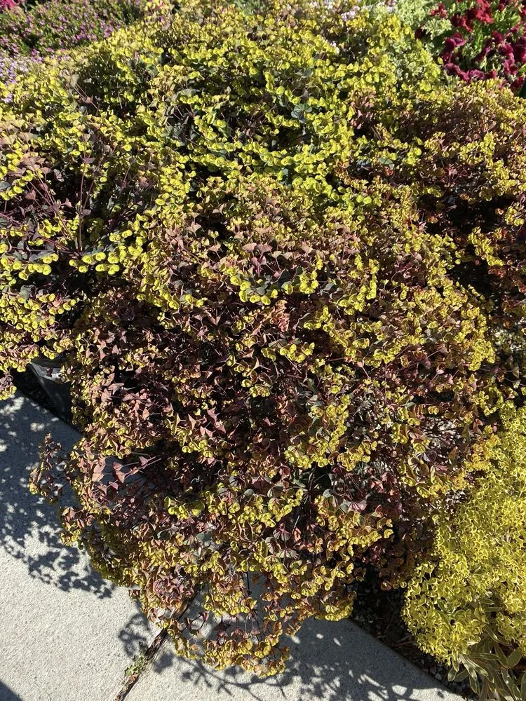 Trusted garden landscaping for outdoor upgrades in Long Beach, CA by Armstrong Garden Centers