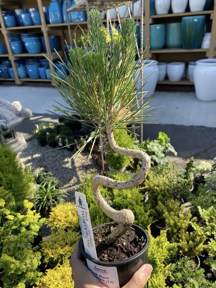 Trusted landscaping services for outdoor upgrades across Long Beach, CA - Armstrong Garden Centers