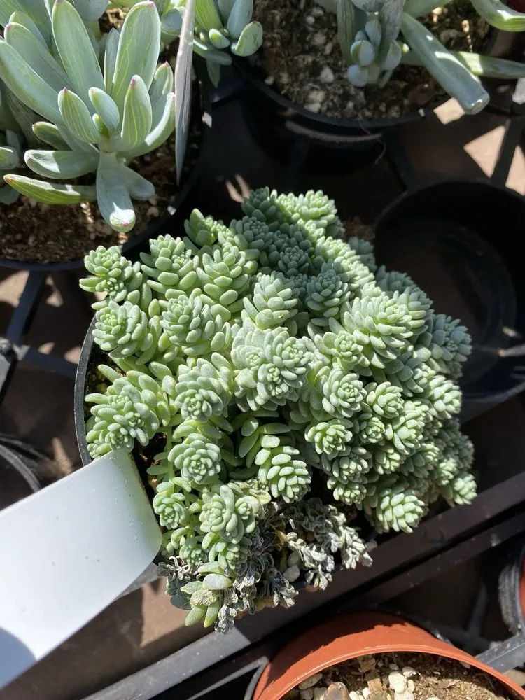 Custom garden landscaping experts serving Long Beach, CA - Armstrong Garden Centers