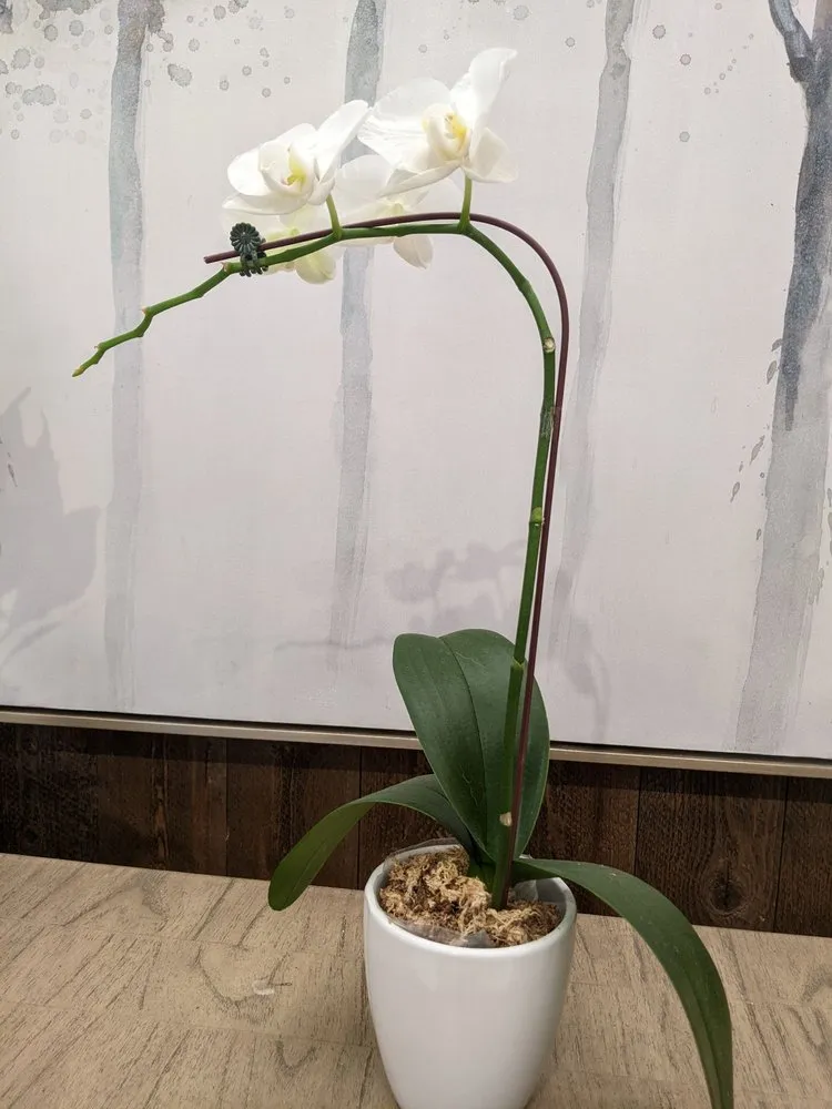 Custom yard maintenance in Long Beach, CA by Armstrong Garden Centers