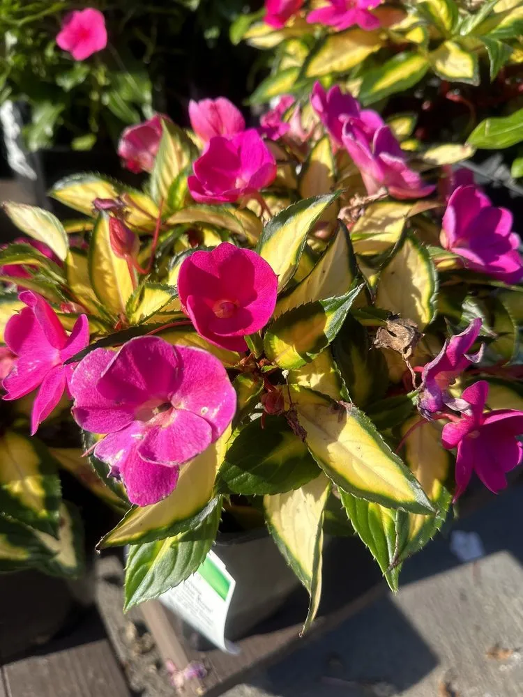 Top-rated landscaping services in Long Beach, CA - Armstrong Garden Centers