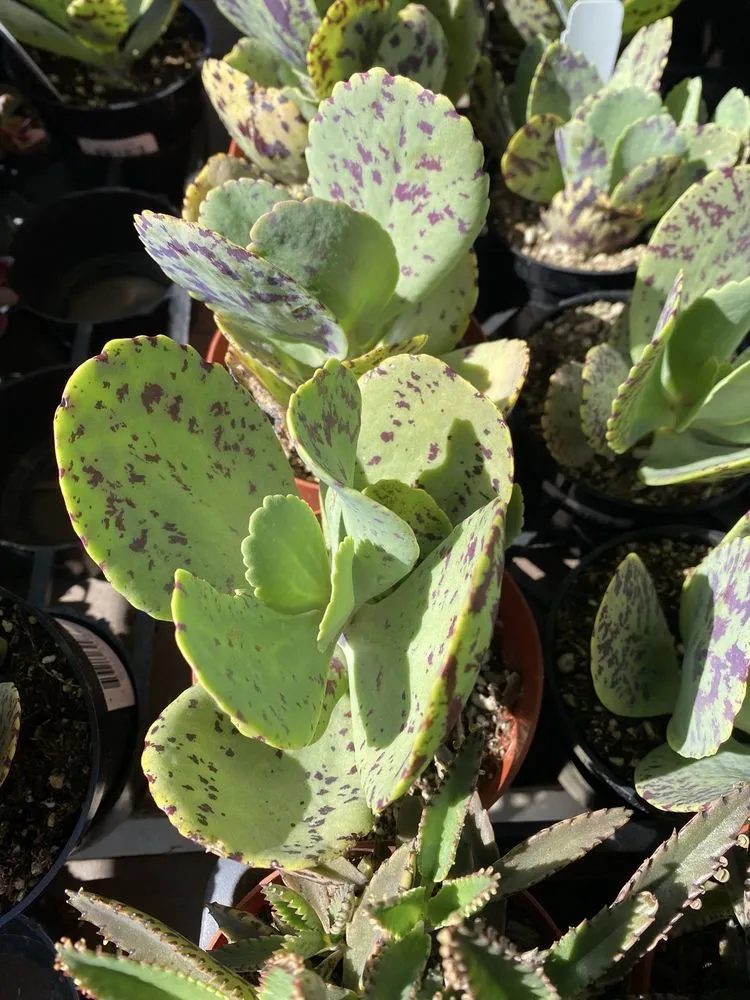 Reliable residential landscaping near you in Long Beach, CA by Armstrong Garden Centers