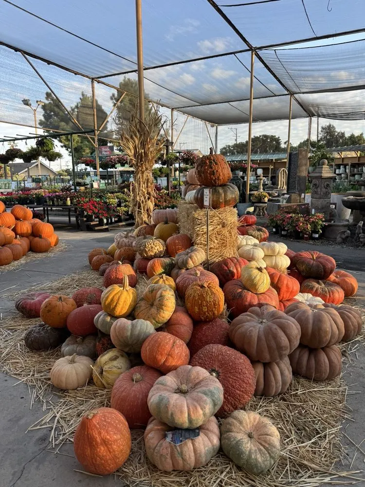 Local yard maintenance in Long Beach, CA by Armstrong Garden Centers