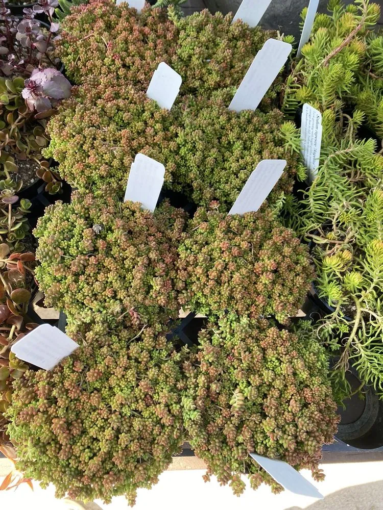 Top-rated garden landscaping for residential properties across Long Beach, CA - Armstrong Garden Centers