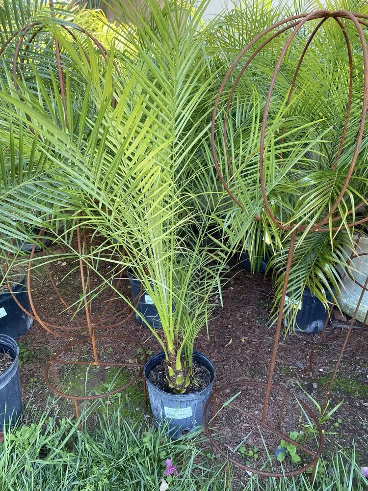 Reliable lawn mowing service experts serving Long Beach, CA - Armstrong Garden Centers