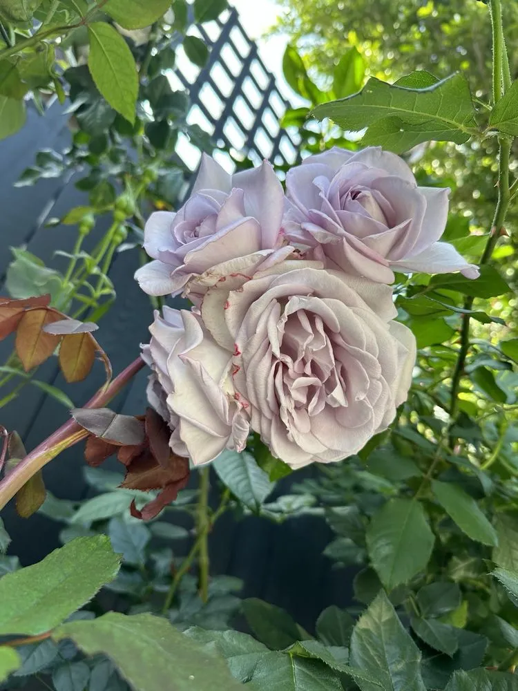 Trusted landscaping services for homes across Los Angeles, CA - Armstrong Garden Centers