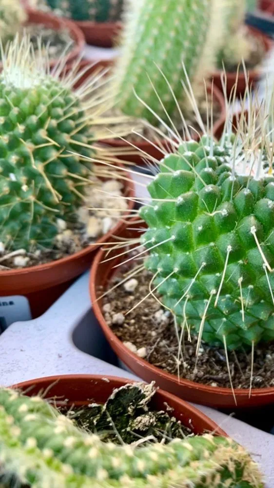 Top-rated landscape design for homes across Los Angeles, CA - Armstrong Garden Centers