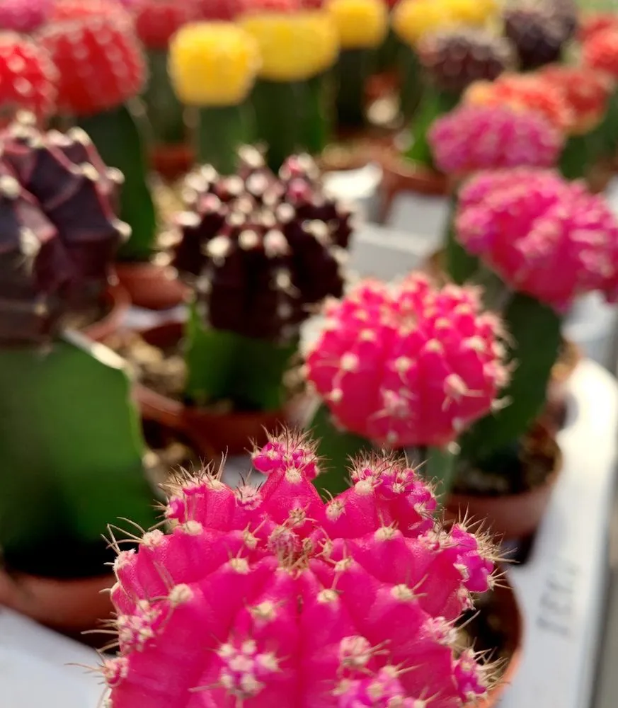 Reliable landscape design in Los Angeles, CA by Armstrong Garden Centers