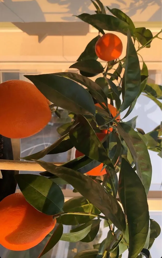 Affordable landscape installation in Los Angeles, CA by Armstrong Garden Centers