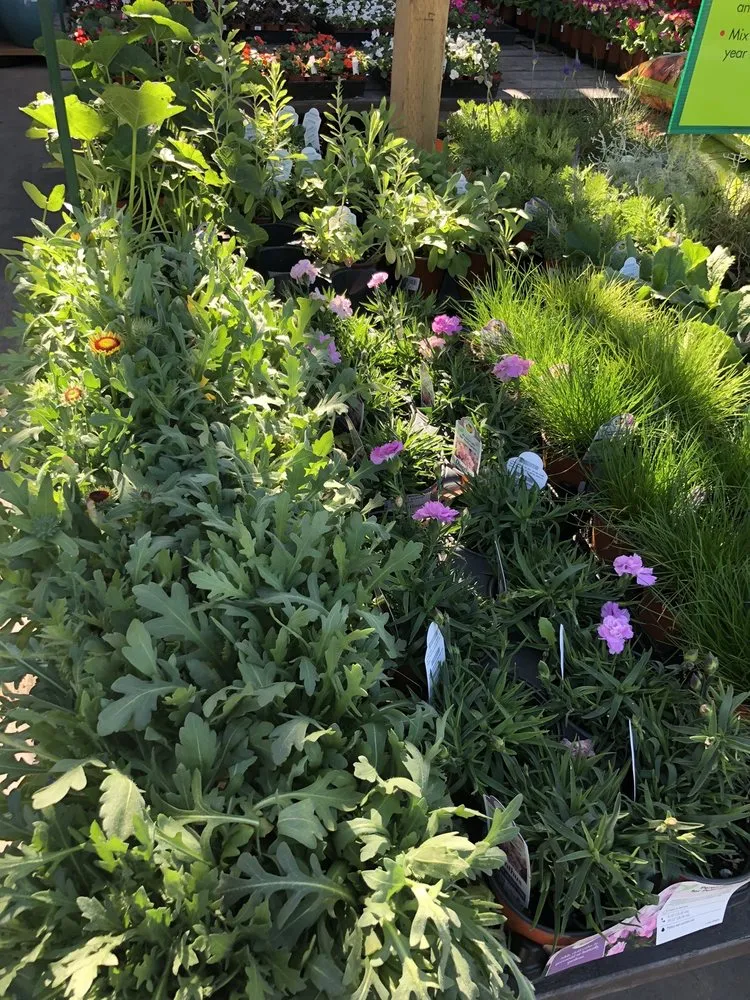 Expert outdoor landscaping in Los Angeles, CA by Armstrong Garden Centers