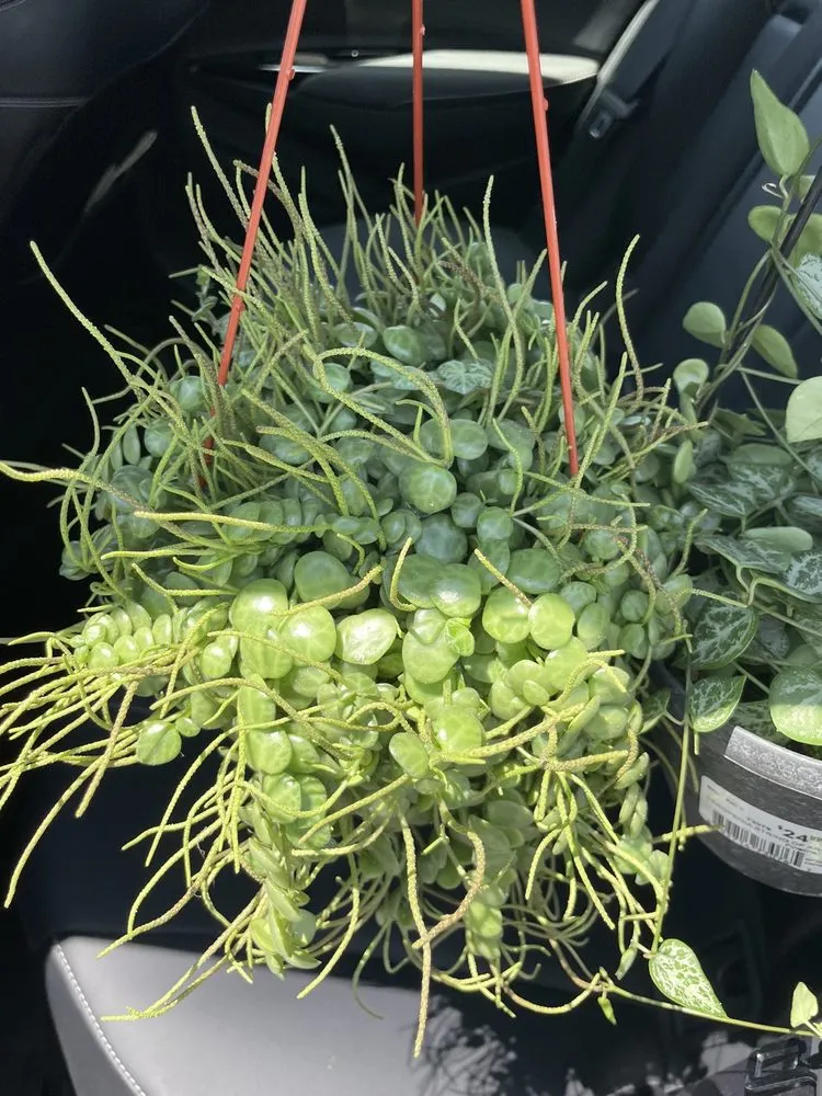 Top-rated lawn mowing service in Los Angeles, CA - Armstrong Garden Centers