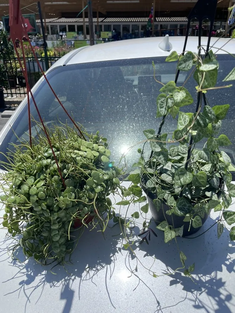 Expert outdoor landscaping experts serving Los Angeles, CA - Armstrong Garden Centers