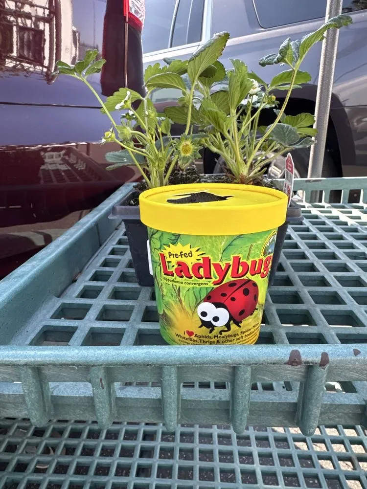 Professional outdoor landscaping experts serving Los Angeles, CA - Armstrong Garden Centers