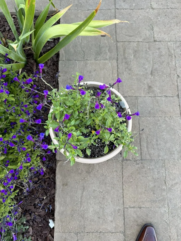Reliable landscape installation in Monrovia, CA - Armstrong Garden Centers