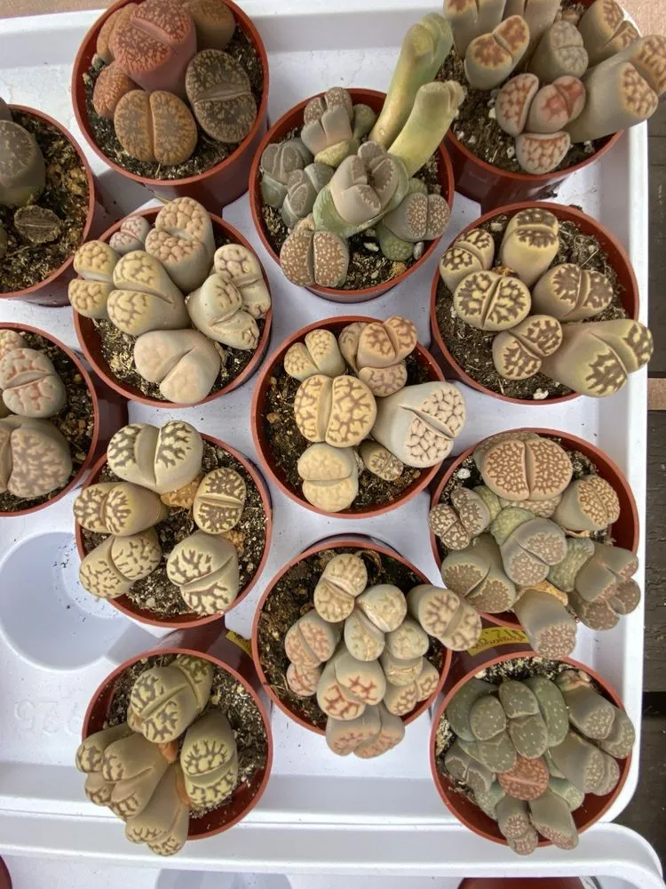 Professional residential landscaping in Monrovia, CA by Armstrong Garden Centers