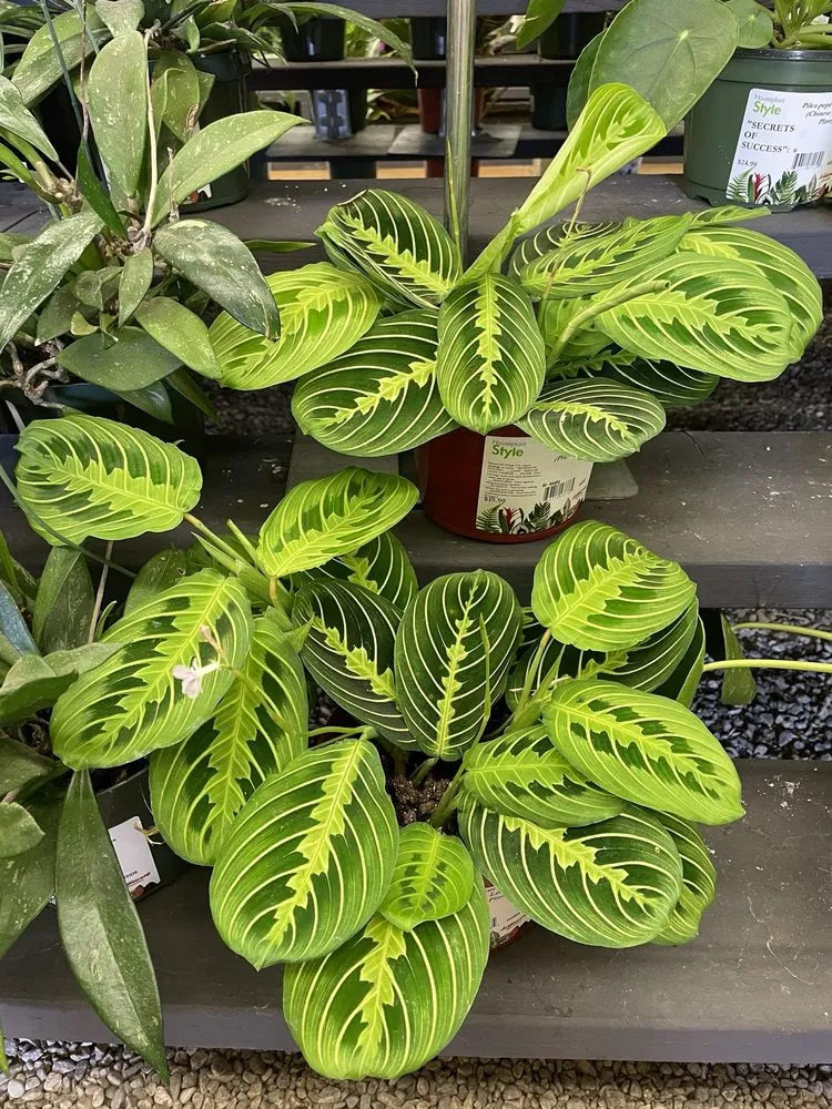 Reliable landscaping services near you across Monrovia, CA - Armstrong Garden Centers