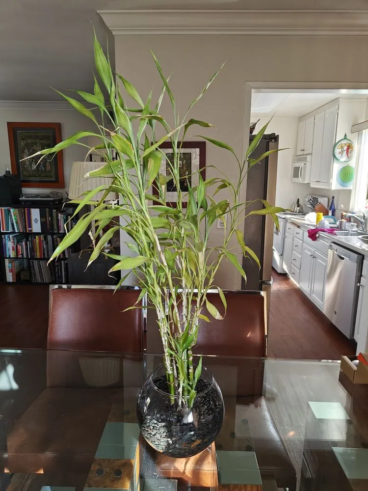 Top-rated yard maintenance in Monrovia, CA by Armstrong Garden Centers