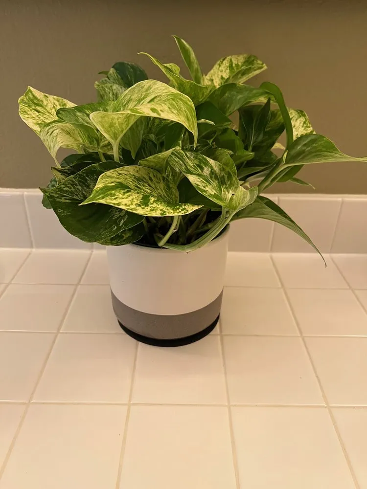 Reliable outdoor landscaping experts serving Newport Beach, CA - Armstrong Garden Centers